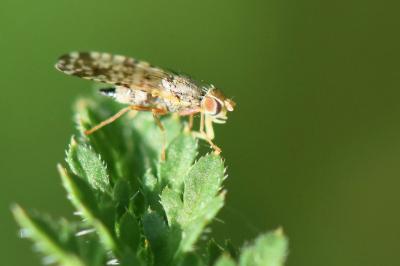 <i>Campiglossa bidentis</i>