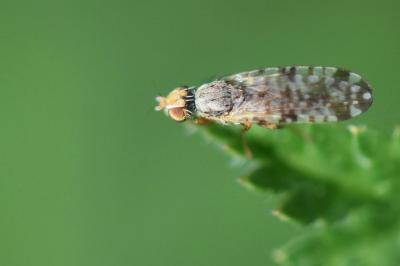 <i>Campiglossa bidentis</i>
