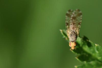 <i>Campiglossa bidentis</i>