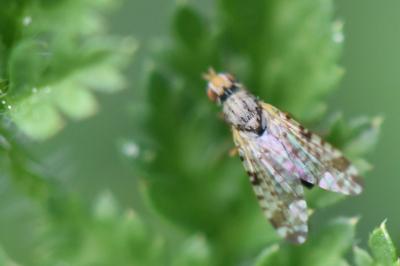 <i>Campiglossa bidentis</i>