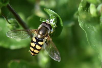 <i>Eupeodes corollae</i>