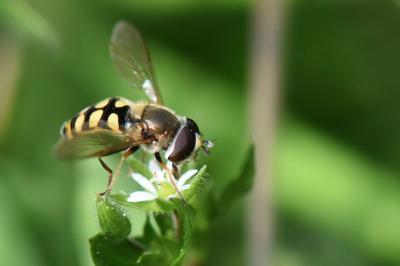<i>Eupeodes corollae</i>