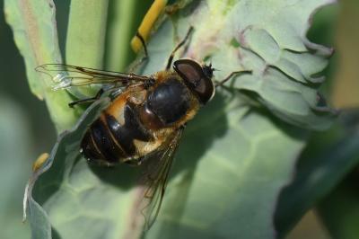 <i>Eristalis similis</i>