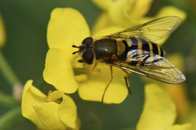 <i>Syrphus ribesii</i>