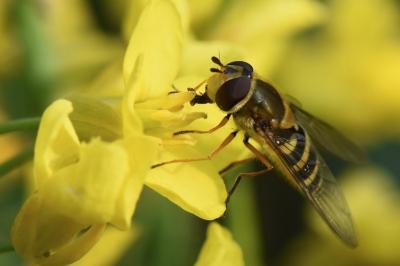 <i>Syrphus ribesii</i>