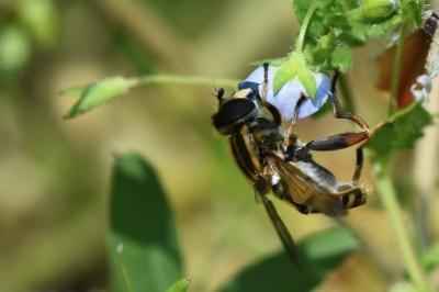 <i>Helophilus pendulus</i>
