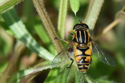 <i>Helophilus pendulus</i>
