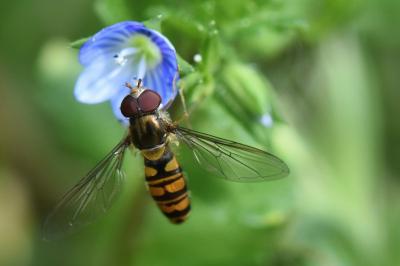 Episyrphus balteatus