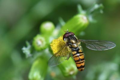 <i>Episyrphus balteatus</i>