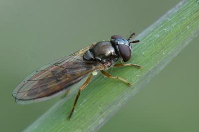Melanostoma mellinum