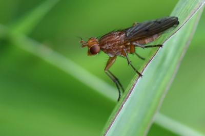 <i>Tetanocera ferruginea</i>
