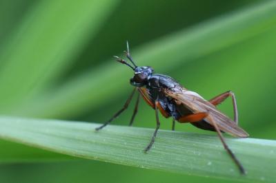 <i>Sepedon sphegea</i>