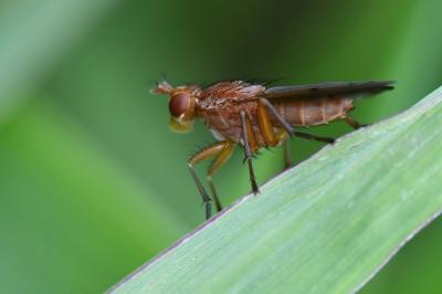 <i>Tetanocera ferruginea</i>