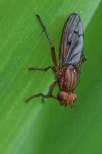 <i>Tetanocera ferruginea</i>