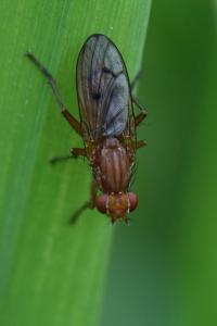 <i>Tetanocera ferruginea</i>