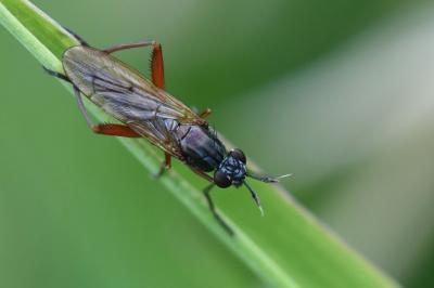 <i>Sepedon sphegea</i>