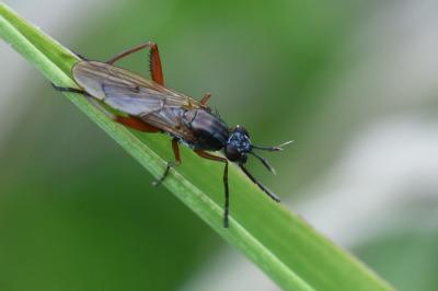 <i>Sepedon sphegea</i>