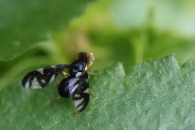 Euleia heraclei