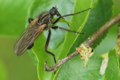 Empis marqueté