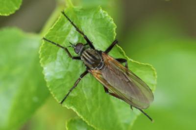 Empis marqueté