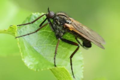 Empis marqueté