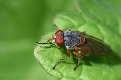<i>Brachyopa scutellaris</i>