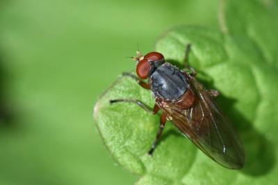 <i>Brachyopa scutellaris</i>