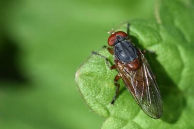 <i>Brachyopa scutellaris</i>