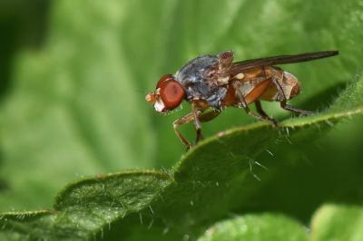 <i>Brachyopa scutellaris</i>