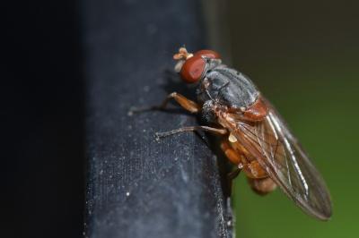 <i>Brachyopa scutellaris</i>
