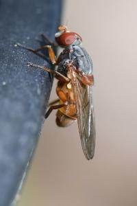<i>Brachyopa scutellaris</i>