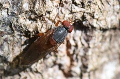 <i>Brachyopa scutellaris</i>