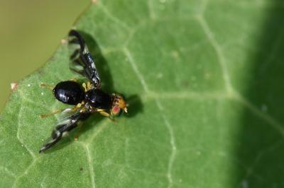 <i>Euleia heraclei</i>