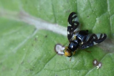 <i>Euleia heraclei</i>