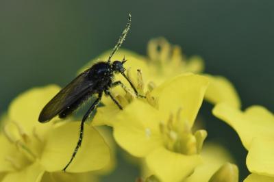 <i>Empis ciliata</i>