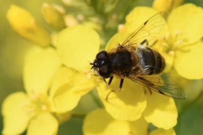 <i>Eristalis pertinax</i>