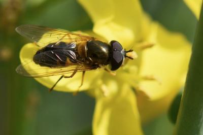 <i>Epistrophe eligans</i>
