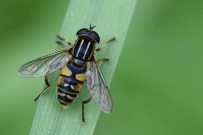 <i>Helophilus pendulus</i>