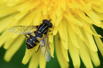 <i>Helophilus pendulus</i>