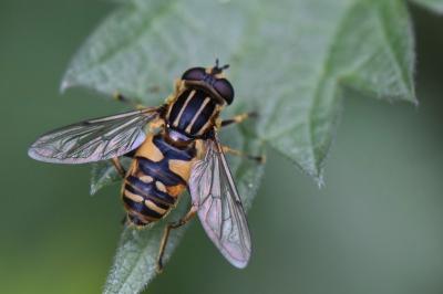 <i>Helophilus pendulus</i>