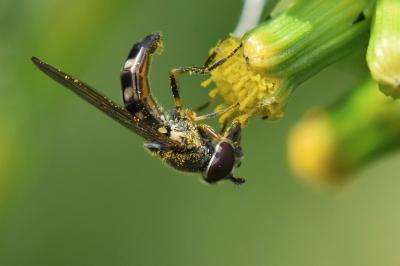 <i>Platycheirus scutatus</i>