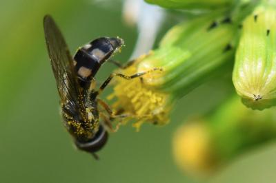 <i>Platycheirus scutatus</i>