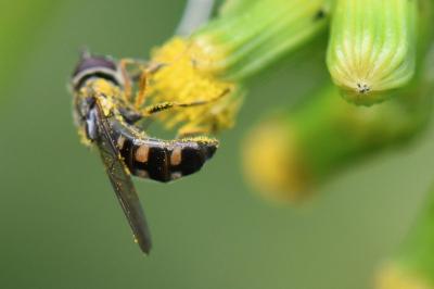 Platycheirus scutatus
