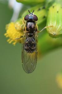 <i>Platycheirus scutatus</i>