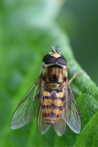 <i>Eupeodes corollae</i>