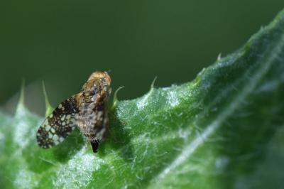 <i>Oxyna parietina</i>