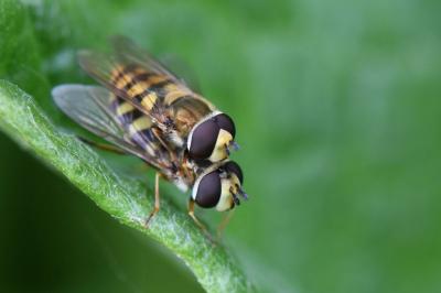 <i>Eupeodes corollae</i>