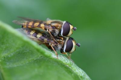 <i>Eupeodes corollae</i>