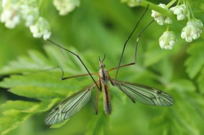 <i>Tipula vernalis</i>