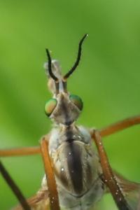 <i>Tipula vernalis</i>